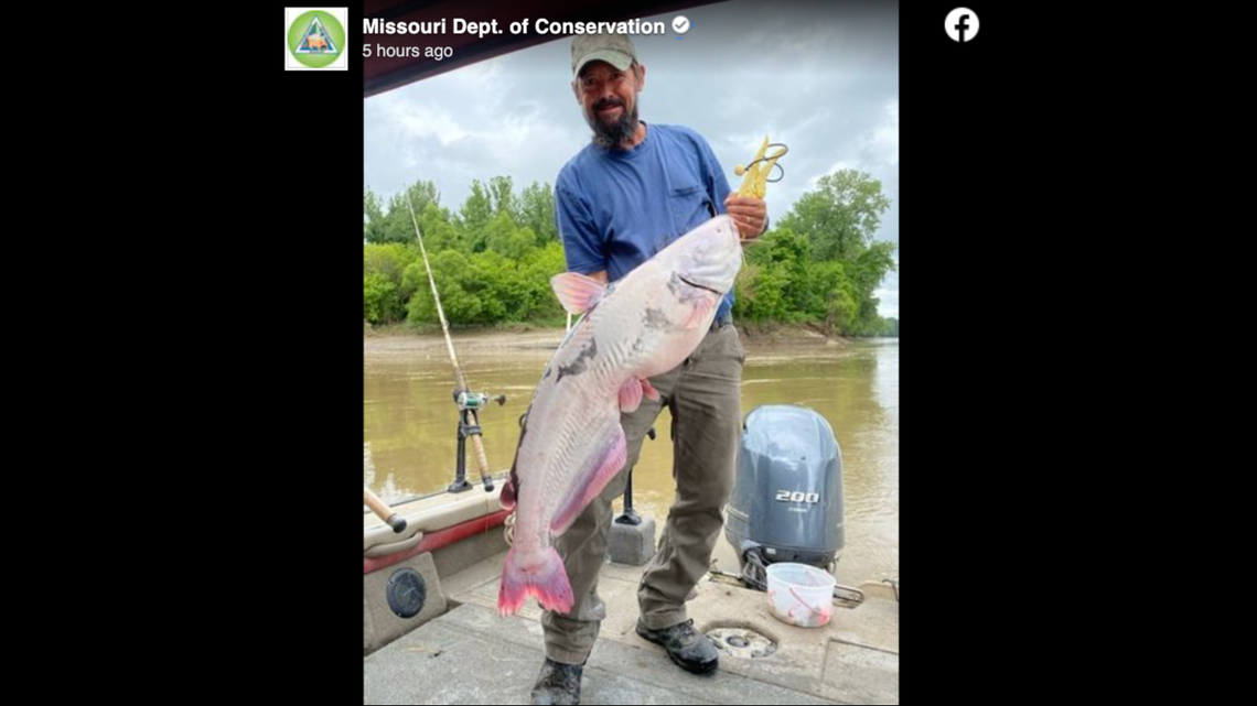 An angler on the Missouri River reeled in a catfish with leucism, a condition that results in partial loss of pigmentation. Screengrab from Missouri Department of Conservation on Facebook.