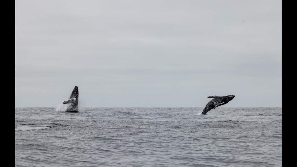 Experts said the calf was born sometime between Dec. and March.