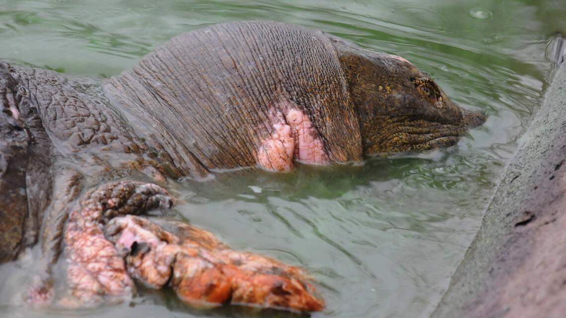 A rare giant soft-shelled turtle pictured in 2011 at Hoan Kiem lake in Hanoi, Vietnam. (AP Photo)