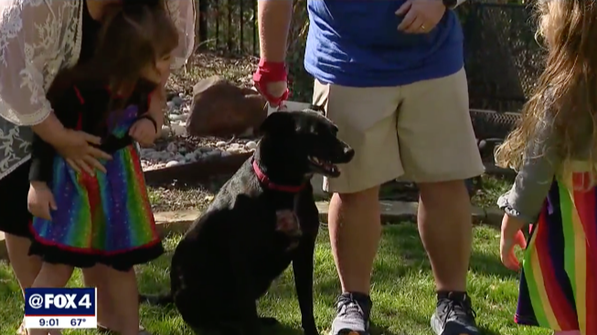 A Wylie, Texas, family says their black Labrador named Marley protected them from a home intruder. Screengrab from KDFM.
