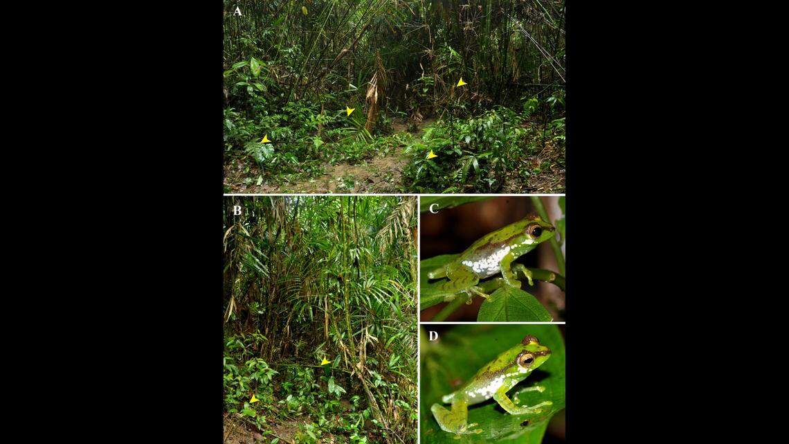 The small green creatures were discovered among the leaves and twigs of shrubs in the Namdapha Tiger Reserve, according to experts.