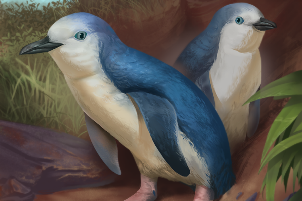 The newly discovered species is “one of the smallest fossil penguins ever found,” researchers said.