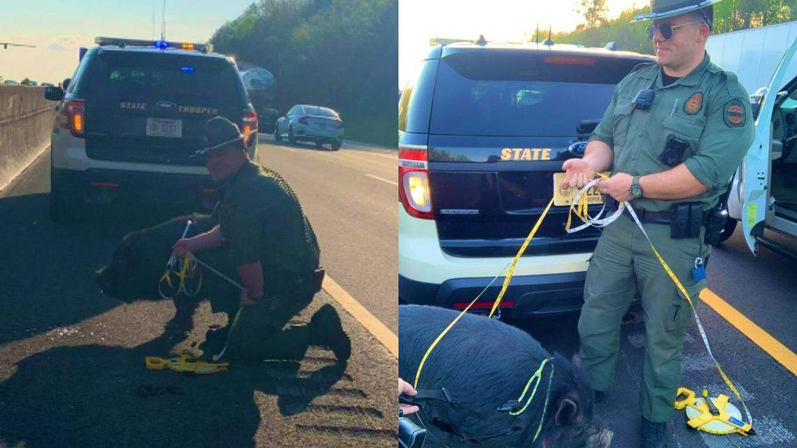 A trooper with the Tennessee Highway Patrol used his tape measure to hog tie an escaped pig on Interstate 40 on Wednesday, April 13, 2022.