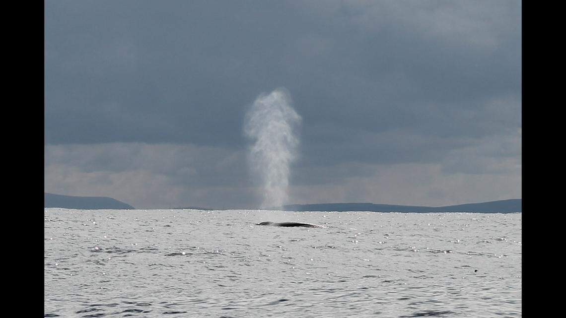 A tall columnar blow from a fin whale.