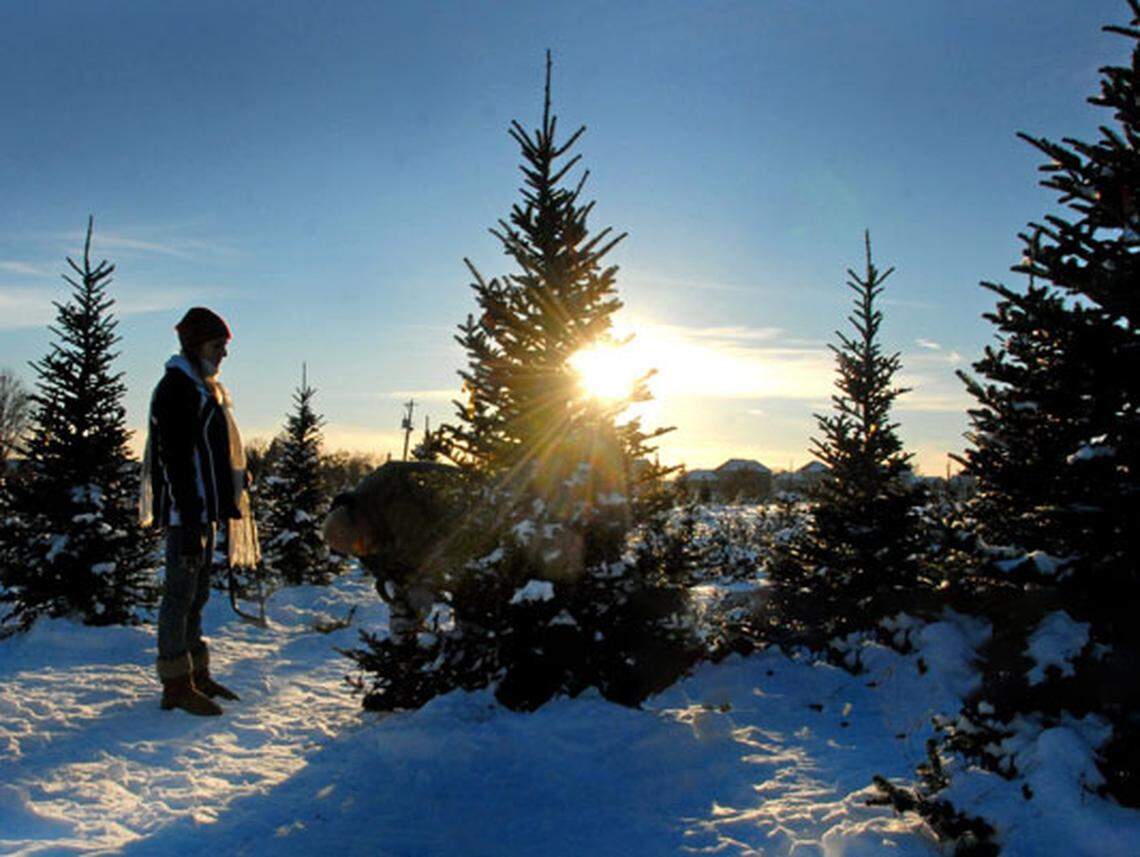 Each year the U.S. Forest Service allows visitors to cut down trees from some national forests to use for firewood or a Christmas tree with a permit. 