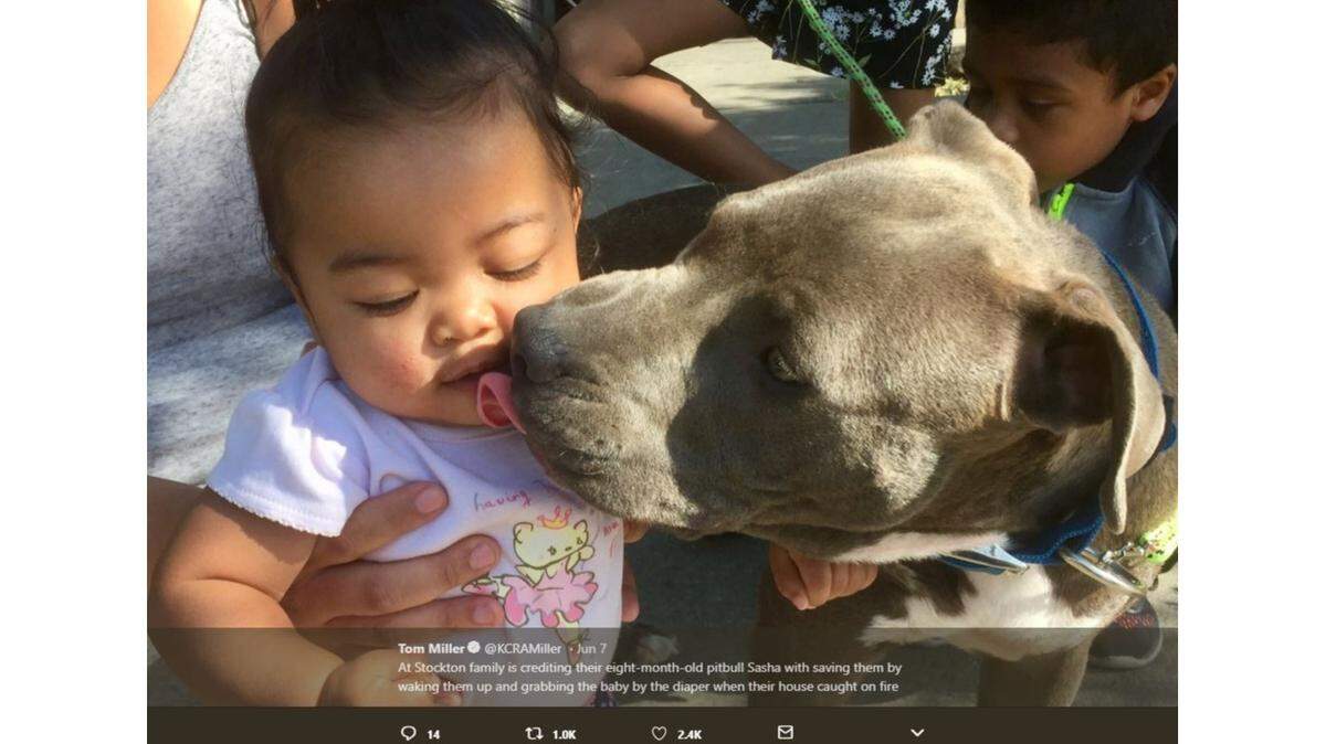 Sasha, an 8-month-old pit bull puppy, alerted her owner to a fire next door in her Stockton, Calif., fourplex when she tried to carry 7-month-old Masailah out of the home by her diaper.