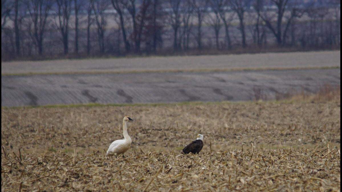 A swan and eagle stare at each other in field near the Swan Lake National Wildlife Refuge in Chariton County, Missouri. Photo by Mark Ramsey.