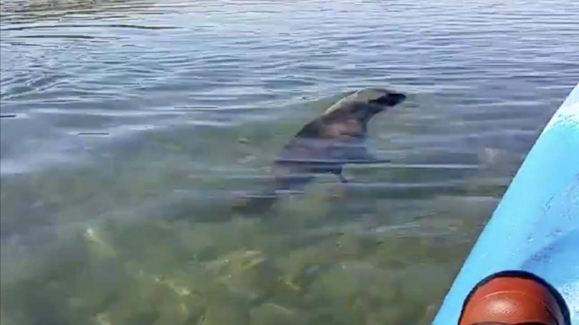 New Zealand researchers found a USB drive in frozen leopard seal poop, and once it dried out found it worked and held images and video of sea lions, the National Institute of Water and Atmospheric Research said.