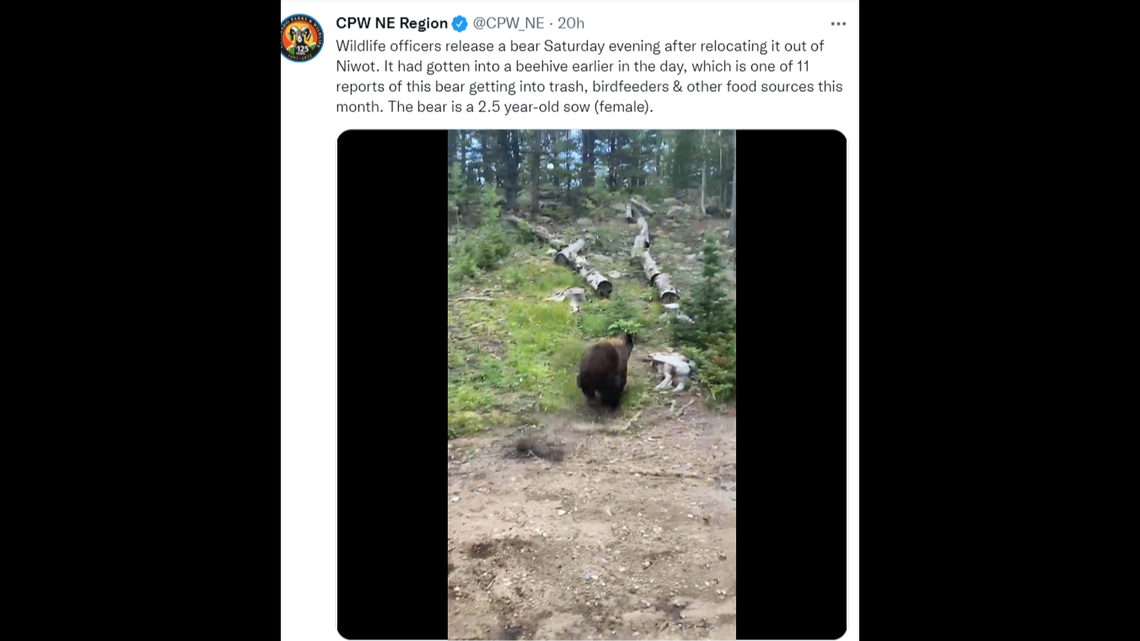 A bear was relocated by Colorado wildlife officials after breaking into trash cans, bird feeders and a beehive in search of food.