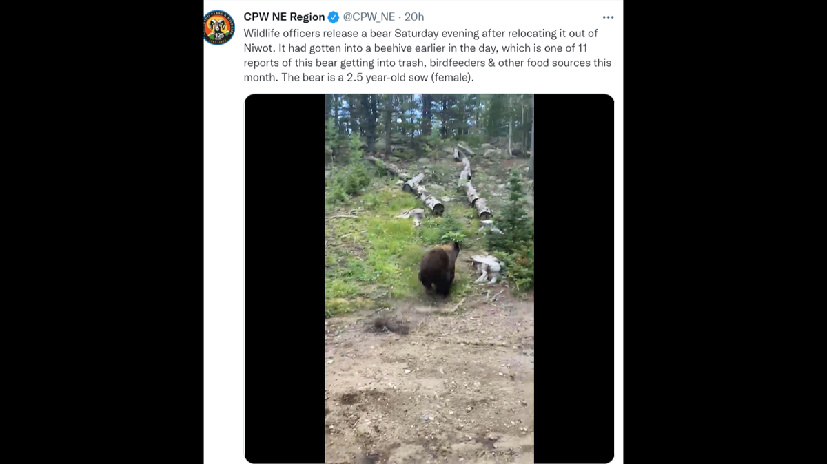 A bear was relocated by Colorado wildlife officials after breaking into trash cans, bird feeders and a beehive in search of food.