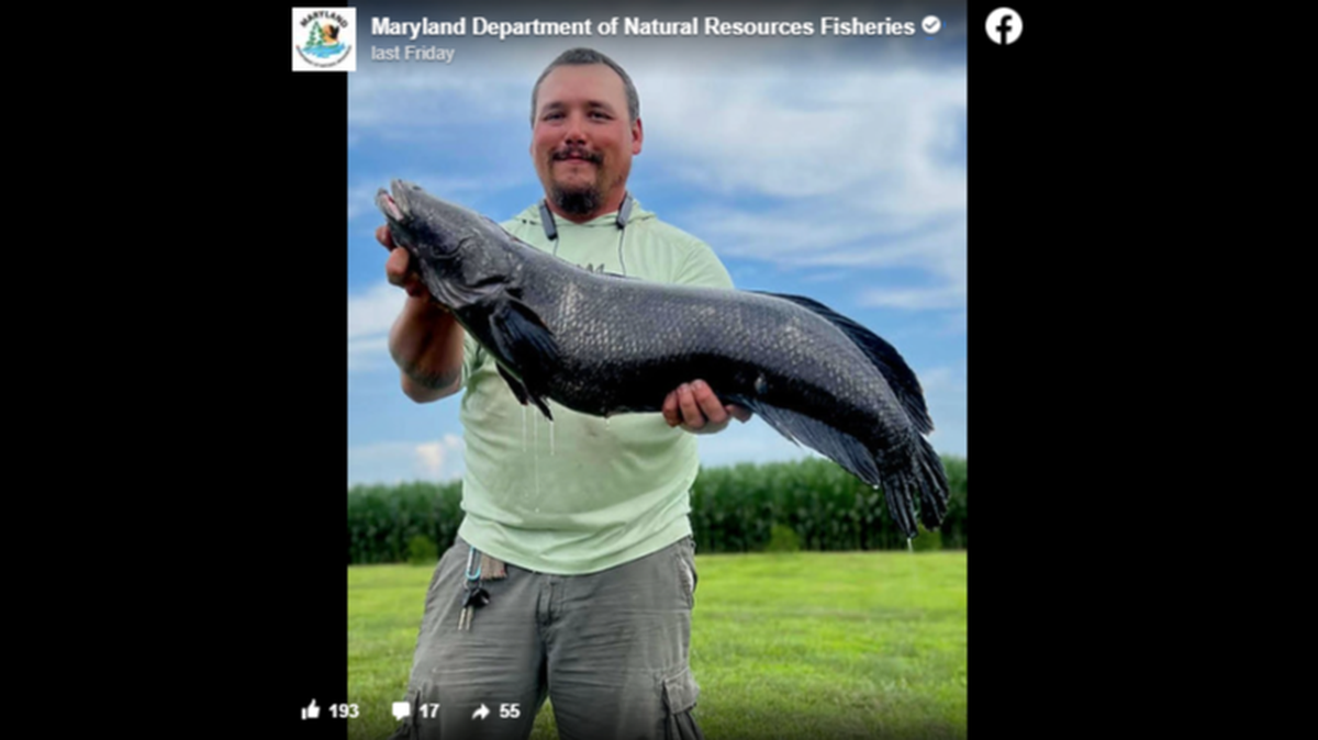 Damien Cook, a Maryland angler, brought home the 21-pound northern snakehead and a state record, officials said.
