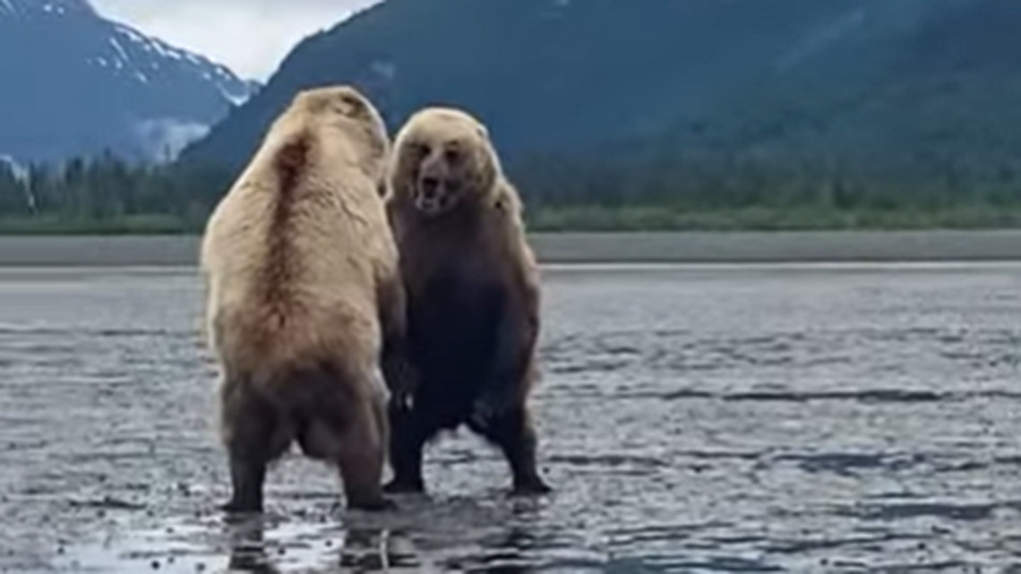 Lake Clark National Park travelers were on a guided hike when bears confronted each other.