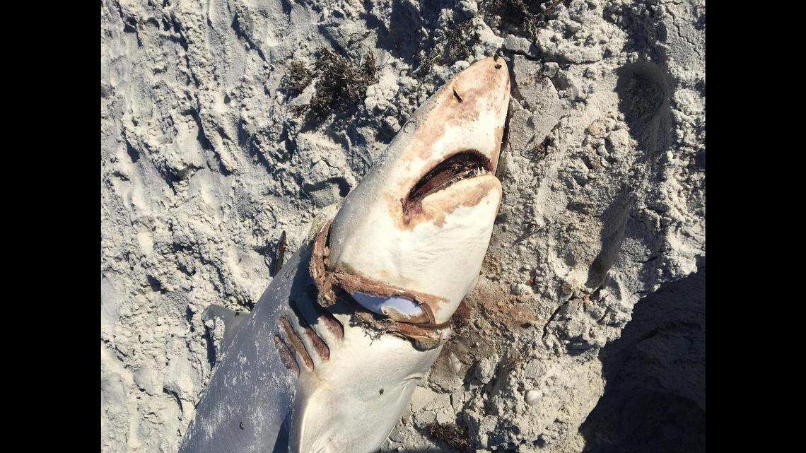 A dead, 6-foot finetooth shark washed ashore in Ponte Vedra, Florida, with a plastic brim from an old hat wrapped around the animal’s gills and neck. The cause of death is undetermined, county officials said.