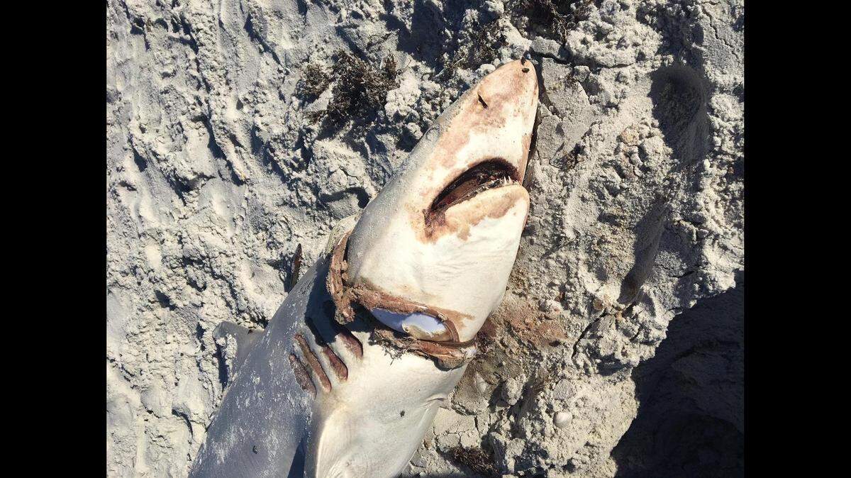A dead, 6-foot finetooth shark washed ashore in Ponte Vedra, Florida, with a plastic brim from an old hat wrapped around the animal’s gills and neck. The cause of death is undetermined, county officials said.