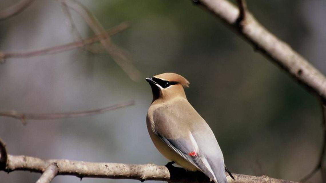 Cedar waxwings and other birds are known to eat fermented fruit, giving themselves an alcohol buzz.