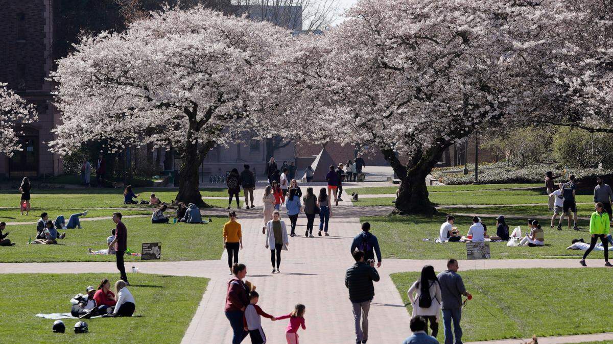 The University of Washington doesn’t want people to come to campus to see its iconic cherry blossoms this year with COVID-19, but people can watch virtually.