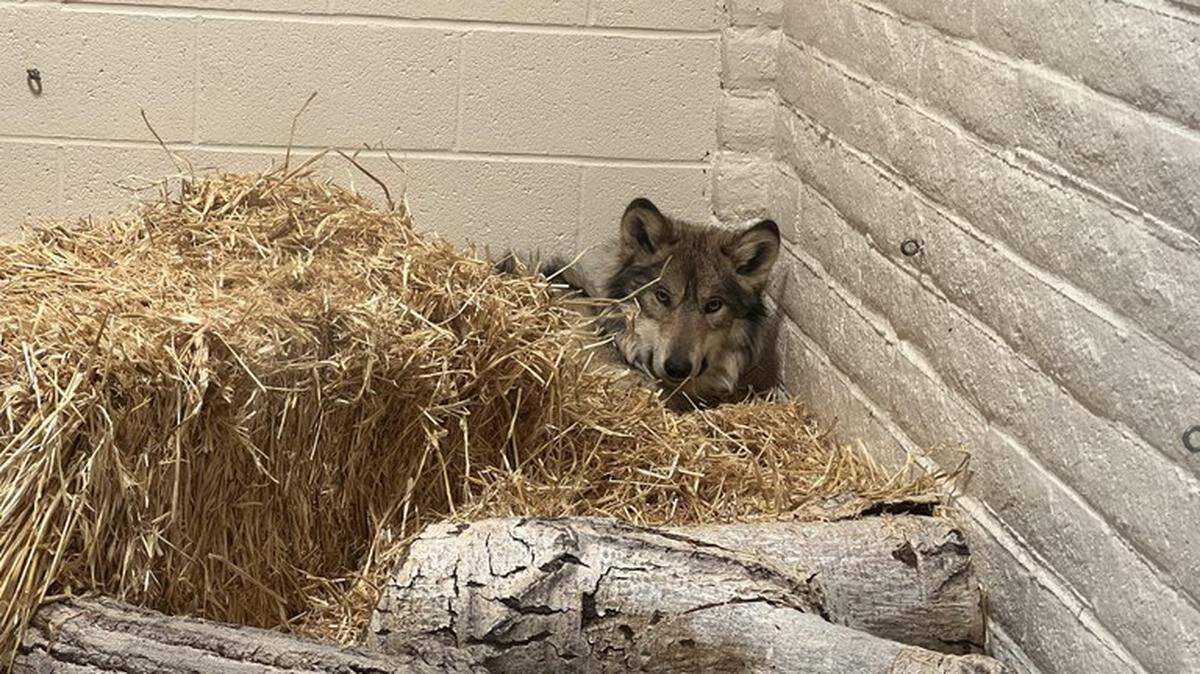 Mr. Goodbar, a Mexican gray wolf, was released back into the wild after suffering a gunshot wound. Veterinary staff at the ABQ BioPark veterinary clinic determined it was best to amputate the leg.