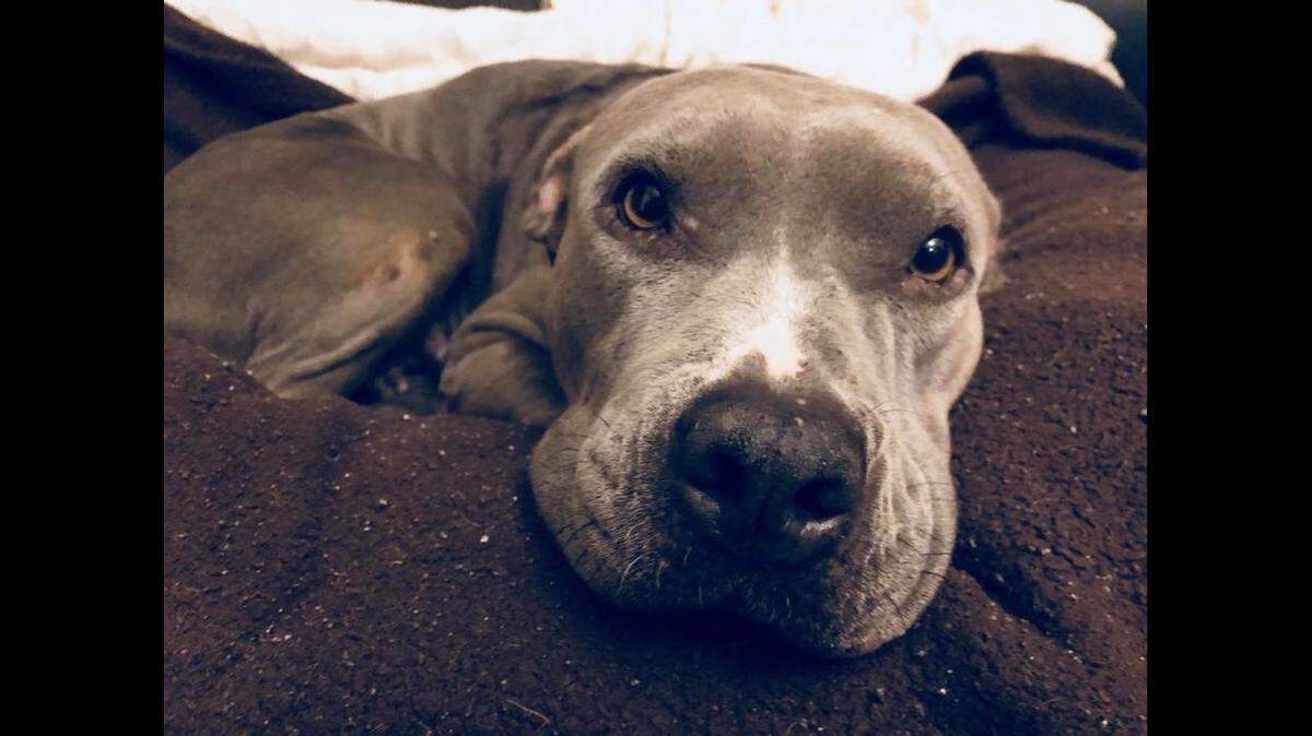 Deputies said that — although the 3-year-old dog named Seven was shot twice — she is recovering at Big Hearts for Big Dogs Rescue.