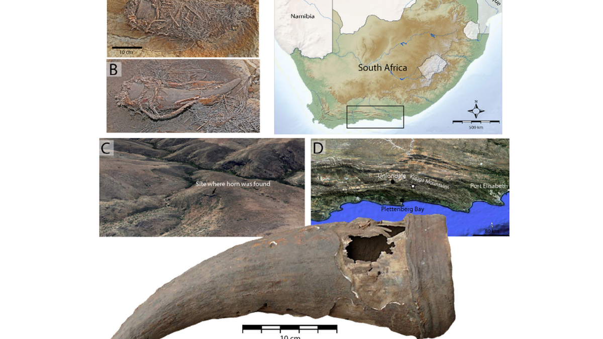 A 500-year-old animal horn “sheds new light” on ancient medicinal practices, researchers in South Africa said.