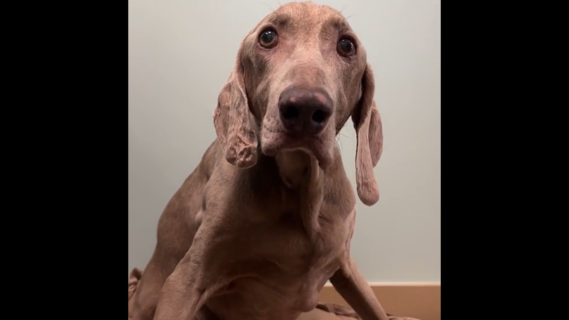 Dax, a 20-year-old Weimaraner, was surrendered to a Florida shelter before finding a home for his senior years.