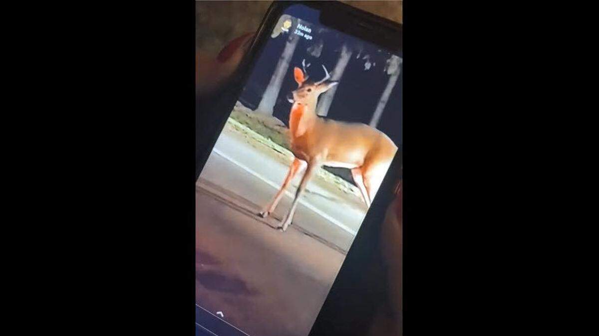 An off-duty Michigan wildlife official was shown a Snapchat video of a man killing a deer with a hammer. The man admitted to it and surrendered the carcass.