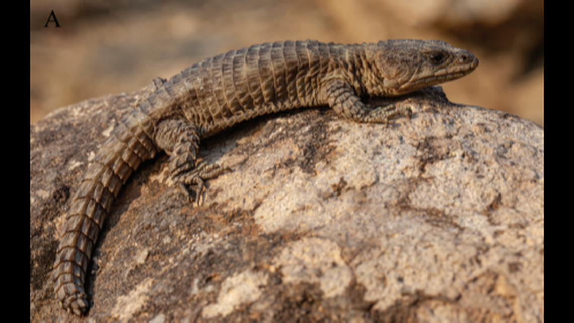 Cordylus angolensis has rough, brown scales, scientists said.