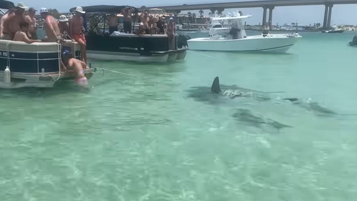 Swimmers scrambled to get out of the water as hammerhead sharks approached, video shows.