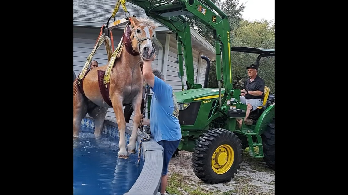 A spooked horse that fell into a swimming pool had to be rescued with the help of a tractor, Florida fire officials said