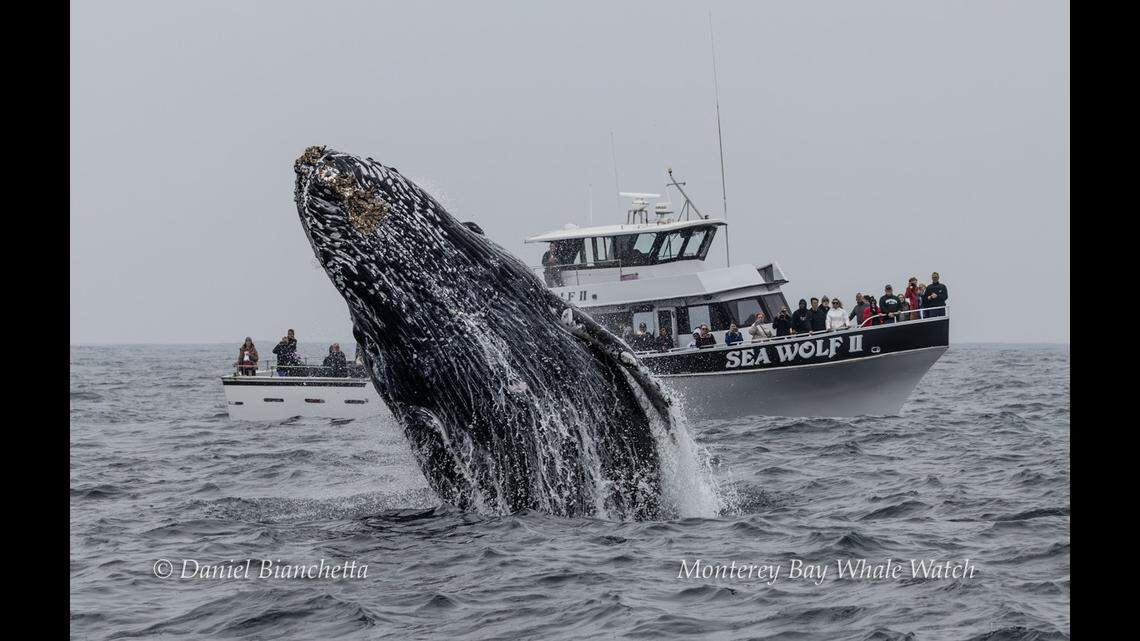 The humpback duo breached right in front of the tour boat.