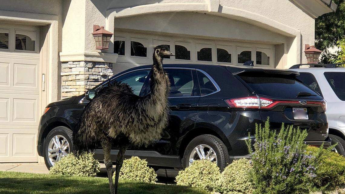 An emu was found hanging out in a California front yard, the Pleasanton Police Department said Friday. Officers lassoed the animal and it is now at a shelter.
