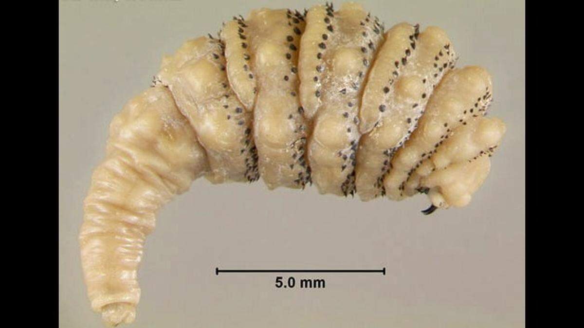 The larva of the human botfly (though not the one Florida doctors found under a newlywed’s skin) in the third and final stage of development that it takes inside a mammal’s body, according to University of Florida entomologists.