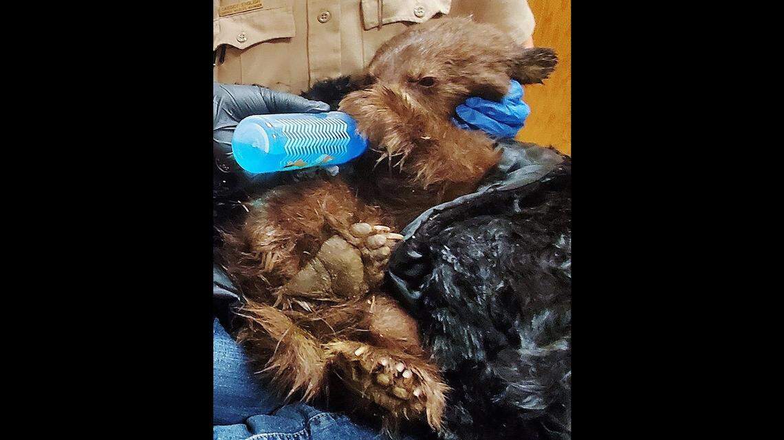 Colorado officials found a bear cub abandoned during a storm near Colorado Springs.