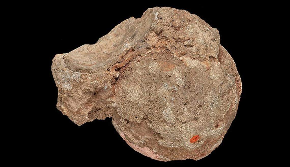 The stone, around 6 inches across, was likely pressed up against other spherical objects like in an egg clutch.