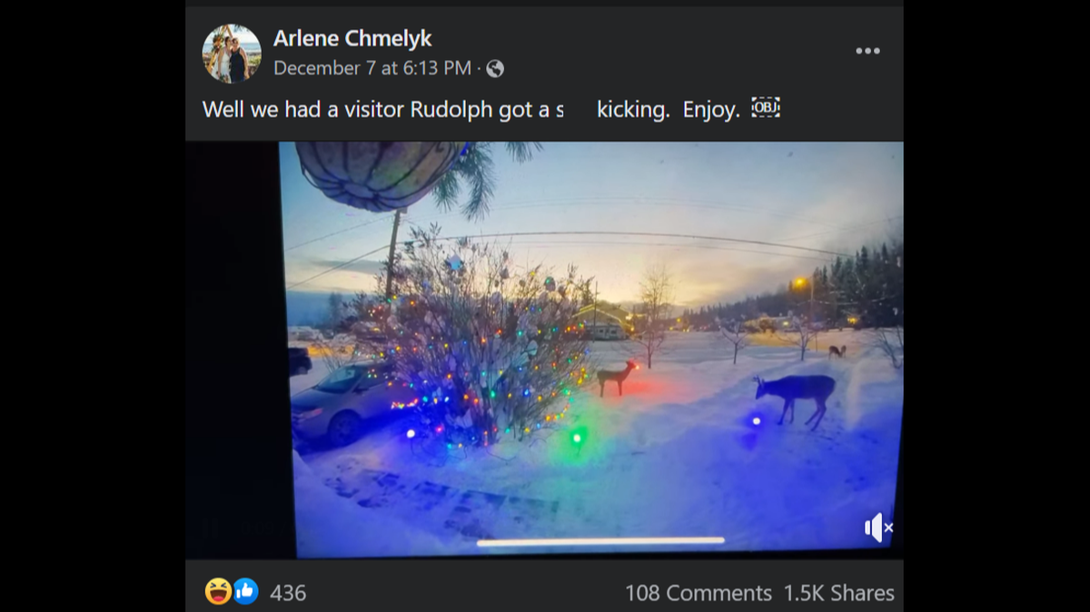 A Rudolph lawn decoration in British Columbia keeps getting attacked by real deer.