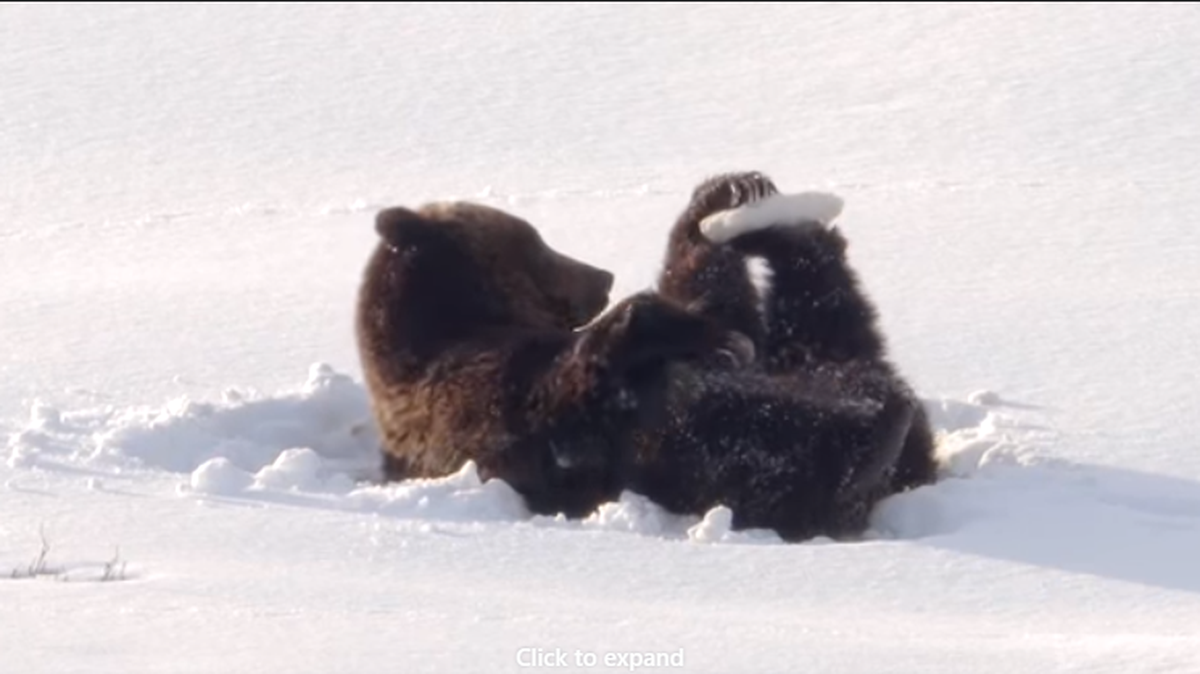 A video posted by the U.S. Department of the Interior shows an exhausted bear in Yellowstone National Park flopping around in the snow.