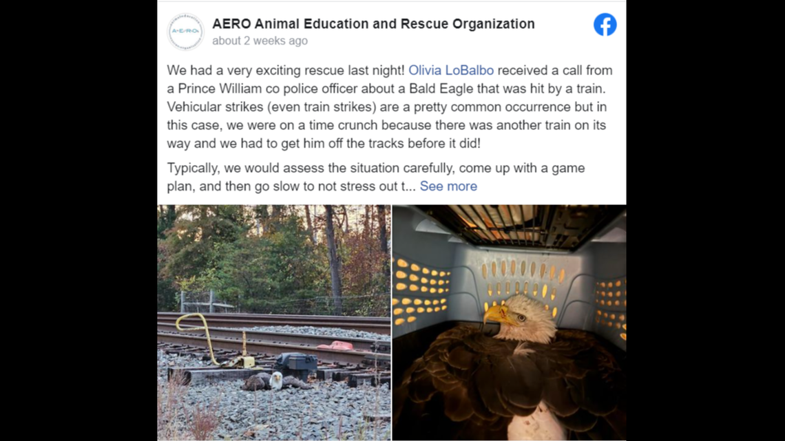 An injured bald eagle was pulled from train tracks in Virginia before a second train almost hit it, rescuers said.