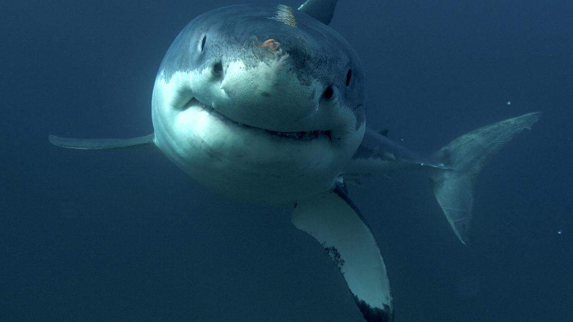 This undated image released by Discovery Channel shows a great white shark.