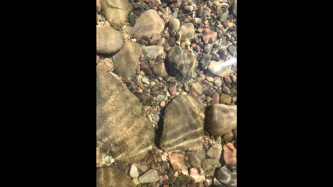 Can you find the fish in this photo? Grand Teton National Park asked viewers to spot the sculpin fish at the bottom of Jackson Lake within the park.