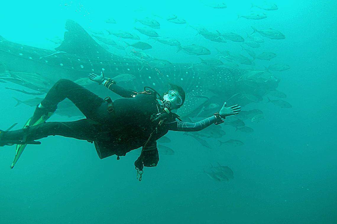 Divers off the coast of Panama City Beach have been surprised by the whale sharks joining them on the wreck.