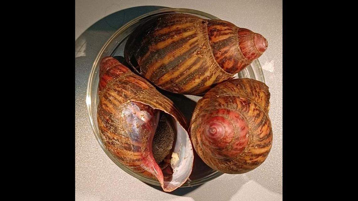 U.S. Customs and Border Protection found Giant Land Snails, or Banana Rasp Snails, in luggage at George Bush Intercontinental Airport in Houston, Texas. Photo from U.S. Customs and Border Protection.