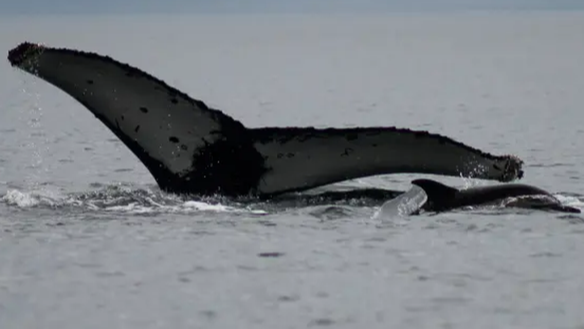 Experts used images of the whale’s fluke to confirm the creature’s identity.