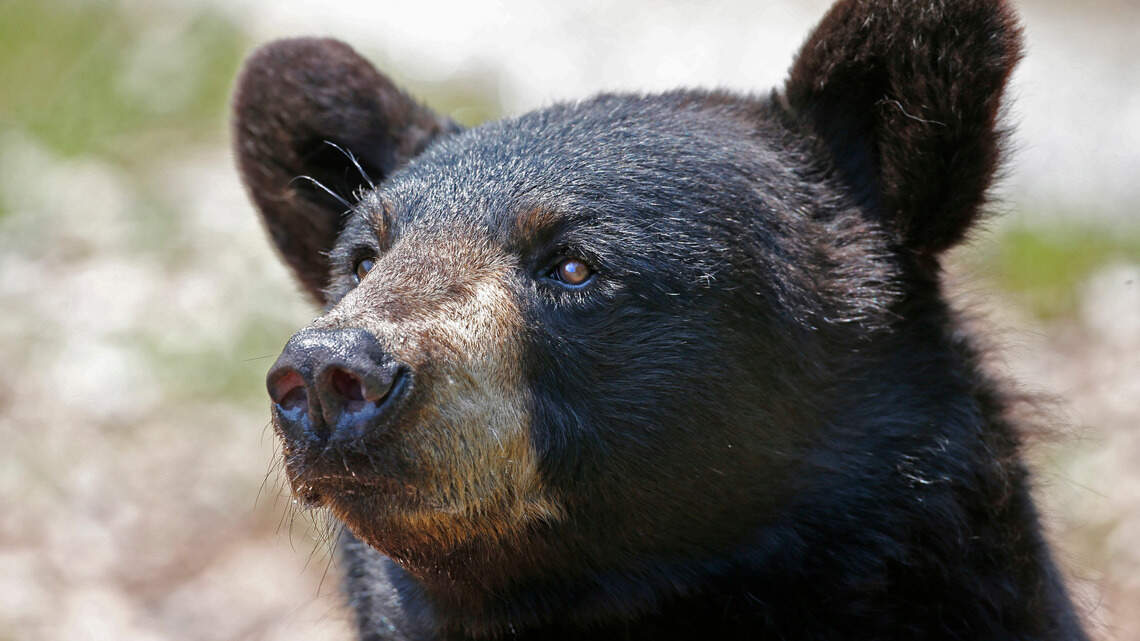 Hunter treated for rabies. He found rabid black bear in NC | Charlotte ...