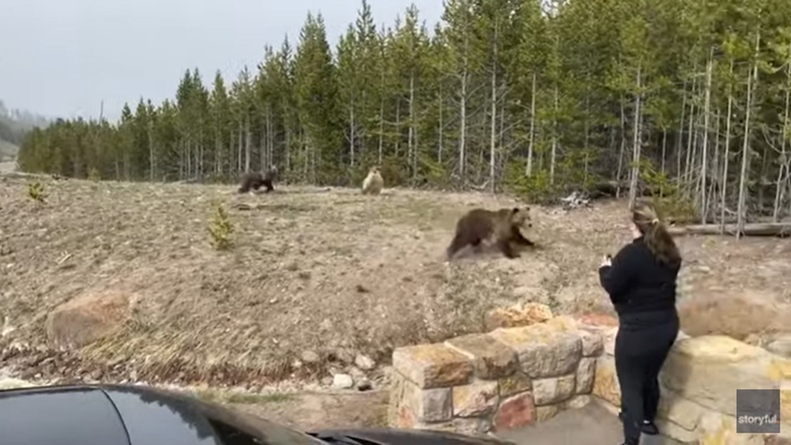 Yellowstone officials said a video that shows a woman close to a grizzly and cubs is under investigation.