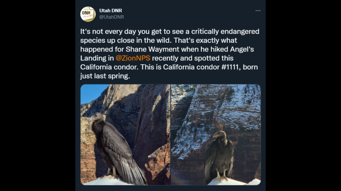 California condors are frequently spotted perched on Angel’s Landing, Zion National Park officials said.