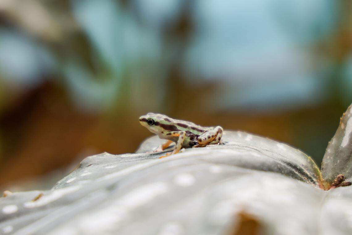 The Rio Pescado stubfoot toad is considered a difficult animal to breed because it requires certain environmental conditions, a Nashville Zoo staff member told McClatchy News.