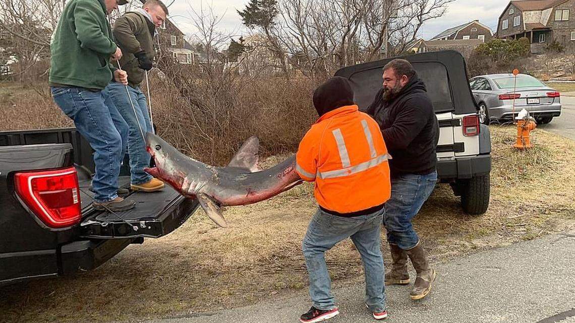 A dead porbeagle shark washed ashore in Cape Cod, Massachusetts, amid an uptick in shark strandings, a biologist with the New England Aquarium said.