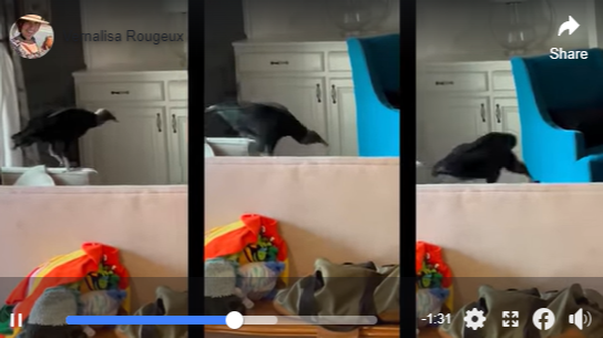 A couple walked into their house to find a vulture perched in their living room. Chaos ensued.