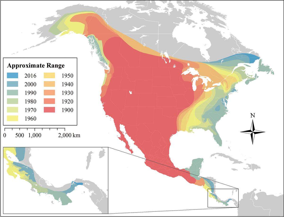 This map, published in the online journal ZooKeys, shows coyotes’ spread to nearly every corner of North America since 1900.