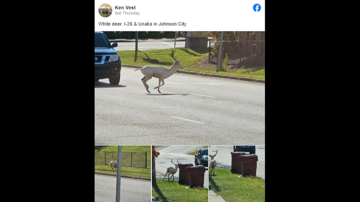 An all-white deer that wildlife officials believe is exotic was spotted in two Tennessee towns.
