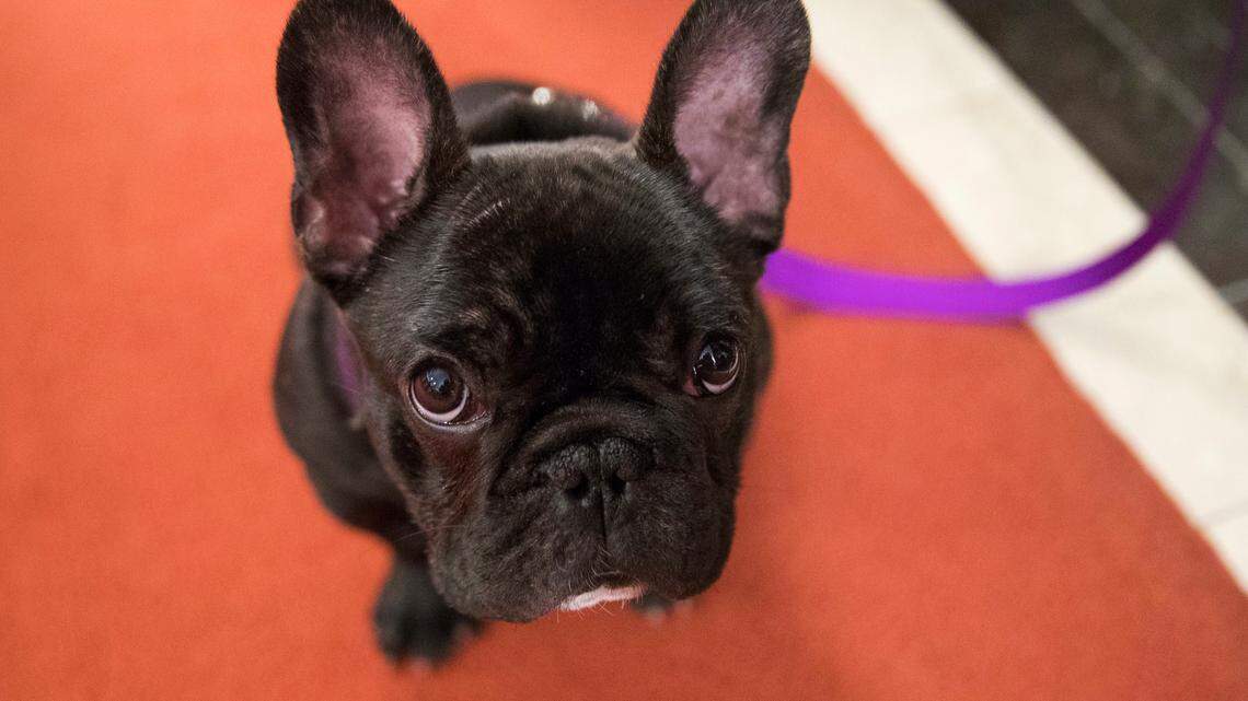 Police in Gwinnett County, Georgia, arrested a woman accused of stealing a puppy (not the one pictured) and trying to steal another dog an hour earlier.